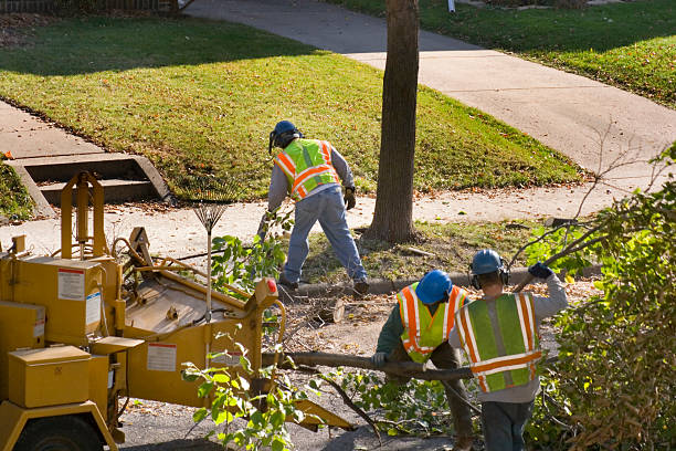 Reliable Mount Vernon, VA Tree Removal and Landscaping Services Solutions